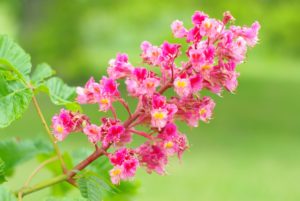 red-chestnut-flower