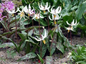 Erythronium%20oregonum