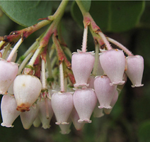 Manzanita