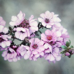 dogroseofthewildforces