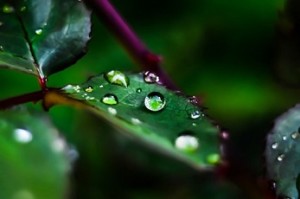 rugiada-sulle-foglie