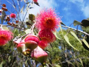 eucalypotus_caesia_mudgee