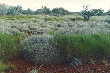 campo-di-spinifex