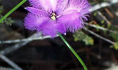 Fringed Violet, fiore australiano associato alla protezione e ai confini interiori. Antitraumatico
