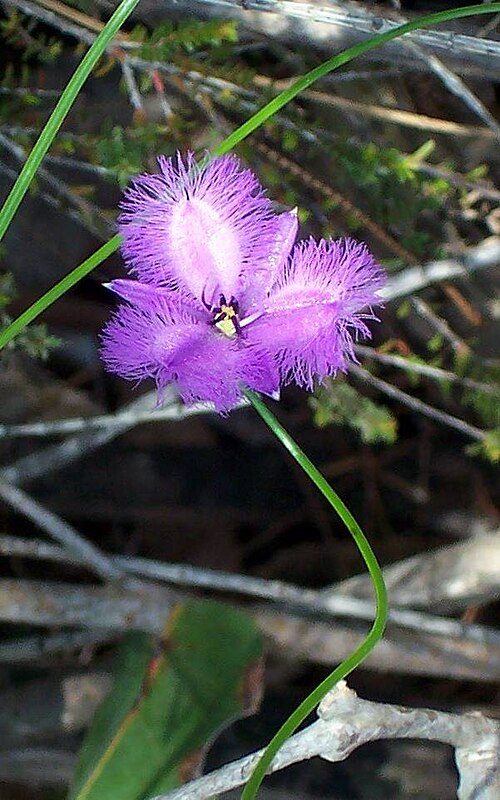 Fringed Violet, fiore australiano associato alla protezione e ai confini interiori. Antitraumatico